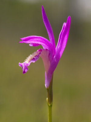Arethusa Orchid