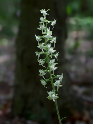 Pad-leaved Orchid