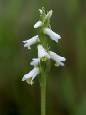 Wide-leaved Lasies-tresses Orchid