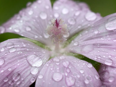 Musk Mallow