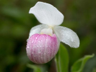 Showy Lady's Slipper Orchid