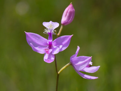 Grass Pink Orchid