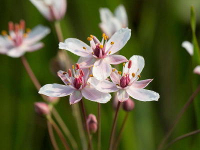 Flowering Rush