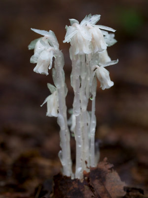 Indian Pipe