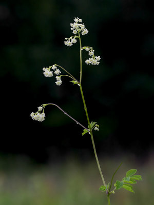 Tall Meadow Rue