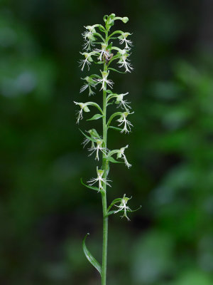 Ragged Fringed Orchid