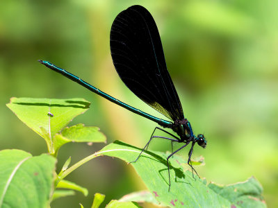 Ebony Jewelwing Damselfly