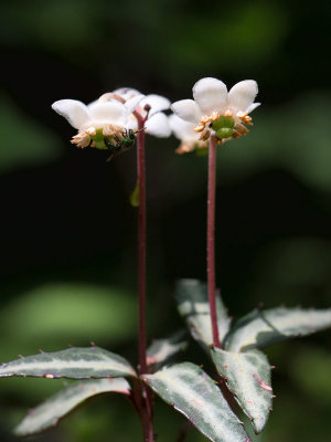 Spotted Wintergreen