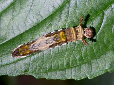 Viceroy Butterfly Caterpillar