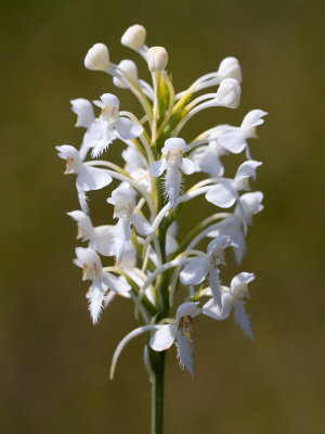 White-fringed Orchid