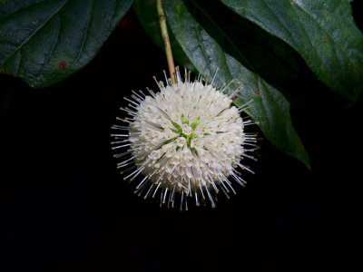 Buttonbush