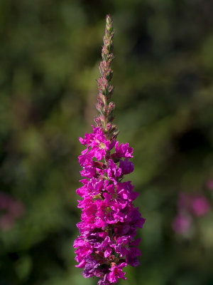 Purple Loosestrife