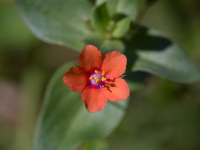 Scarlett Pimpernel