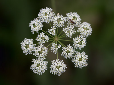 Water Hemlock