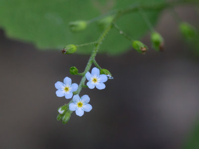 Smaller Forget-me-not