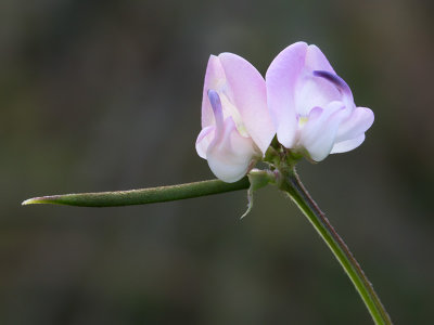 Trailing Wild Bean