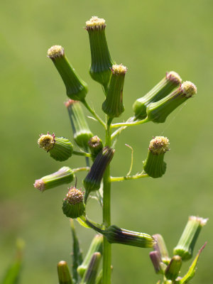 Pilewort