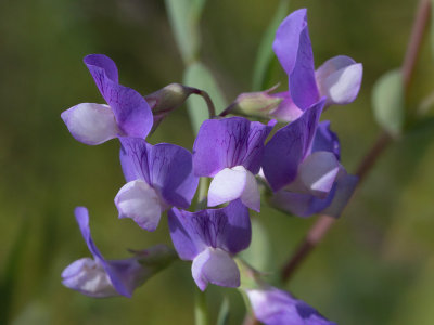 Beach Pea