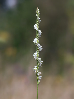 Southern Slender Ladies-tresses Orchid