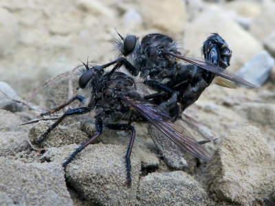 Robber Flies Mating