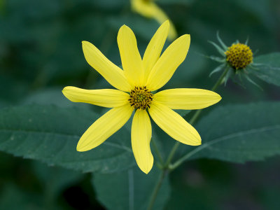 Thin-leaved Sunflower