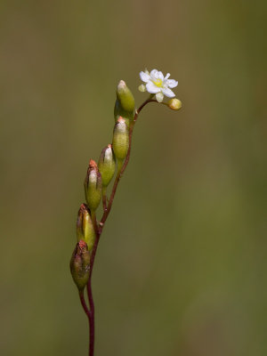 Round-leaved Sundew