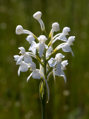 White-fringed Orchid