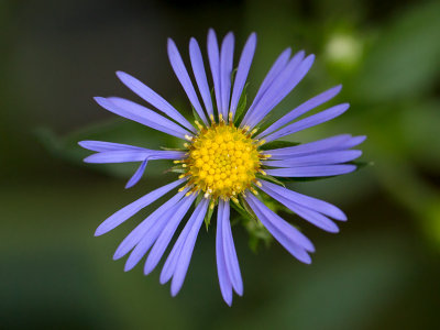 Crooked-stemmed Aster