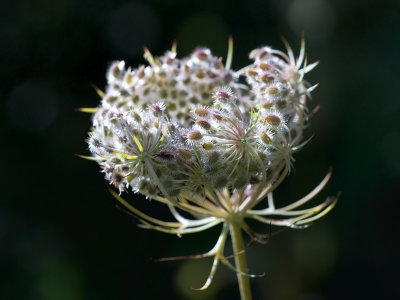 Queen Anne's Lace