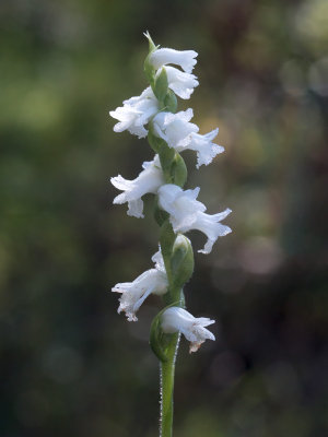 Nodding Ladies-tresses Orchid