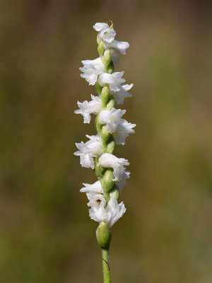 Nodding Ladies'-tresses Orchid