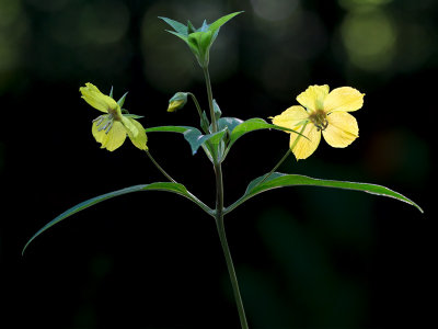 Fringed Loosestrife