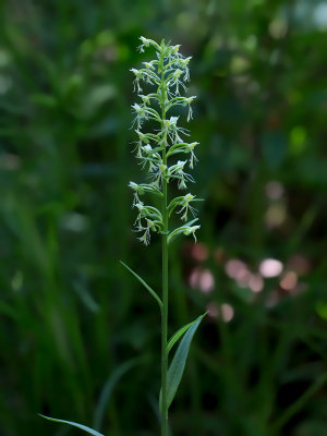 Ragged Fringed Orchid