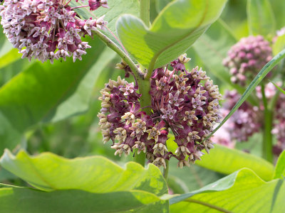 Milkweed