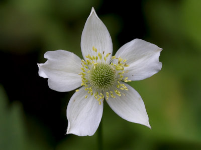 Thimbleweed