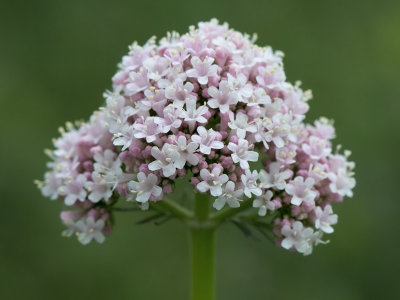 Garden Valerian