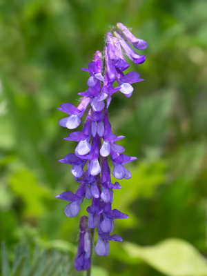 Cow Vetch