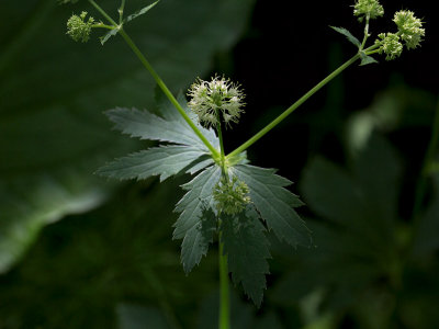 Maryland Black Snakeroot