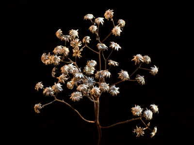 Flat-topped White Aster