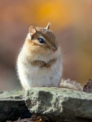 Chipmunk