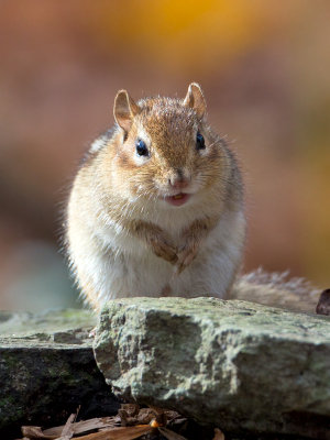 Chipmunk