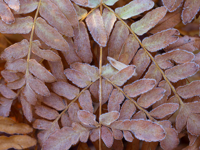 Royal Fern with Frost