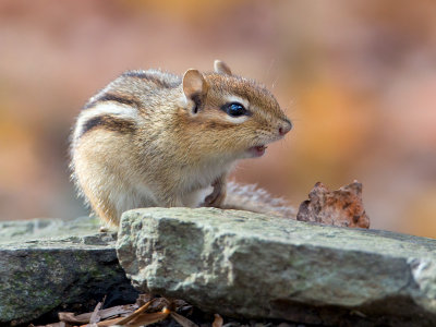 Chipmunk