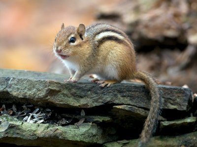 Chipmunk