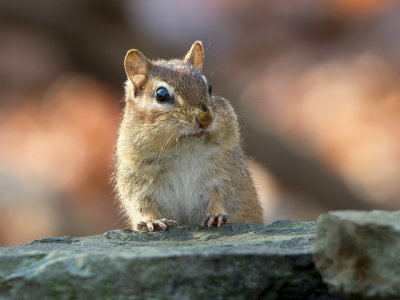 Chipmunk
