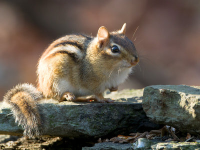 Chipmunk