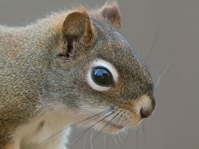 Red Squirrel Close-up