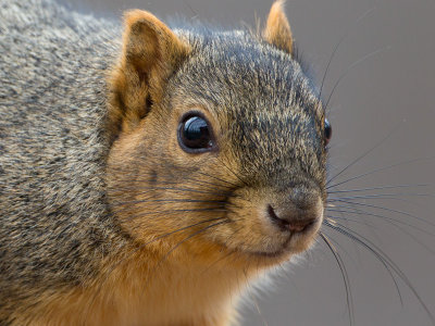 Fox Squirrel