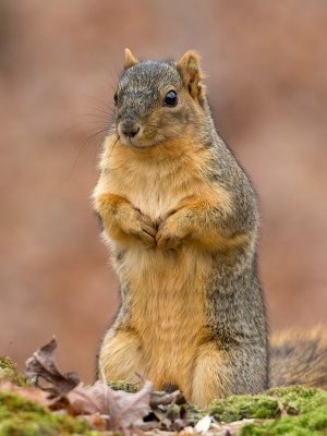 Fox Squirrel