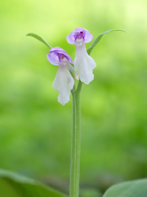 Showy Orchid